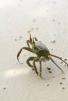 Seychellen, La Digue, Gehörnte Geisterkrabbe, Ocypode ceratophthalma - KRPF000759