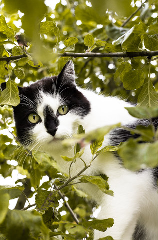 Porträt einer auf einem Baum sitzenden Katze, lizenzfreies Stockfoto