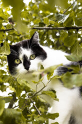 Porträt einer auf einem Baum sitzenden Katze - FCF000432