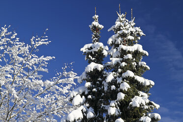 Deutschland, Schwarzwald, Schneebedeckte Bäume - KRPF000801