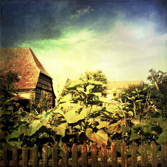 Deutschland, Baden-Württemberg, Tubingen, Sonnenblumen im Garten - LVF001762