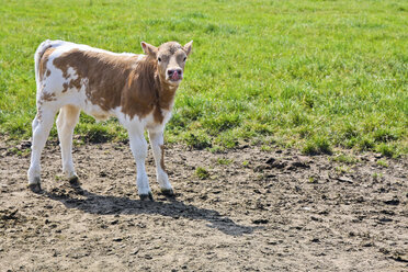 Germany, View of a funny and curious calf sticking his tongue out - KRPF000931