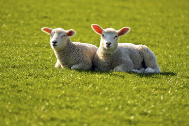 Two lambs lying on a meadow - KRPF000968