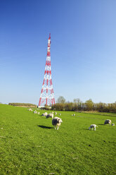 Germany, Schleswig-Holstein, Hetlingen, Electricity pylon and flock of sheep - KRPF000970