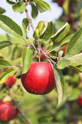 Deutschland, Hamburg, Altes Land, Reifer Apfel am Apfelbaum - KRPF000971