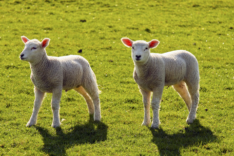 Zwei Lämmer stehen auf einer Wiese, lizenzfreies Stockfoto