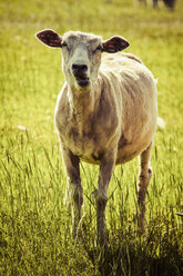 Sheared sheep on meadow - KRPF000978