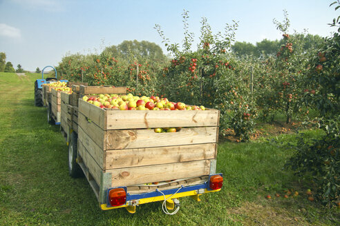 Germany, Hamburg, Altes Land, apple picking - KRPF000980