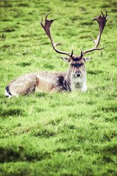 Männlicher Hirsch im Feld liegend - KRPF000983