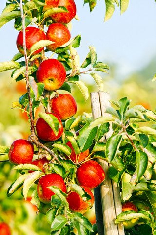 Deutschland, Hamburg, Altes Land, Reife Äpfel am Apfelbaum, lizenzfreies Stockfoto