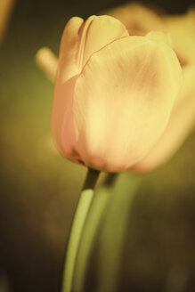 Deutschland, Gelbe Tulpenblüte, Tulipa - KRPF000990