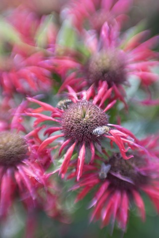 Deutschland, Karminrote Bienenweide, Monarda didyma und beens, lizenzfreies Stockfoto