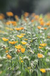 Deutschland, Ringelblume, Calendula - ELF001262