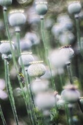 Deutschland, Mohnkapseln, Papaver somniferum - ELF001265