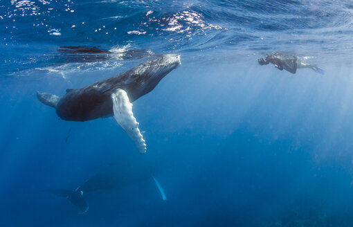 Dominican Republic, Silverbanks, Humpback whales, Megaptera novaeangliae, and divers - ZCF000136