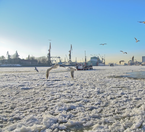 Deutschland, Hamburg, Blick auf den Hamburger Hafen im Winter, Elbe und Möwen, lizenzfreies Stockfoto