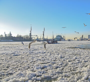 Germany, Hamburg, View of the Port of Hamburg in winter, Elbe river and seagulls - KRPF000829