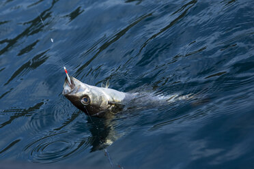 Norway, pollock on fishhook - NGF000135