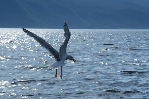 Norway, seagull flying over water stock photo