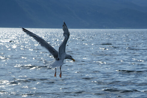 Norwegen, Möwe fliegt über Wasser - NGF000137