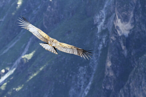 Südamerika, Peru, Andenkondor, Vultur gryphus, fliegend - KRPF000804