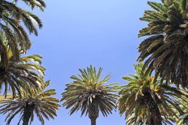 South America, Peru, Tropical palms against the blue sky - KRPF000806
