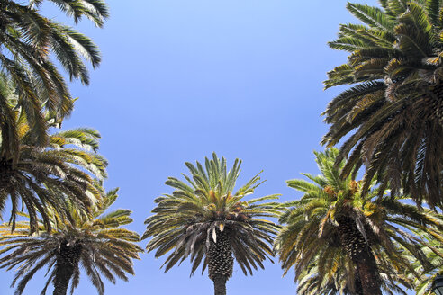 South America, Peru, Tropical palms against the blue sky - KRPF000806