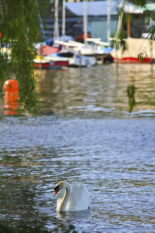 Deutschland, Hamburg, Schwan schwimmen auf der Alster, lizenzfreies Stockfoto