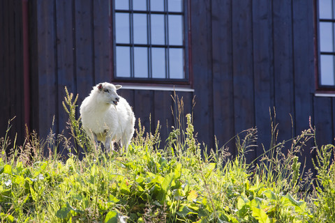 Norwegen, Insel Runde, Schafe im Haus, lizenzfreies Stockfoto