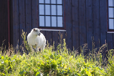 Norway, Island Runde, sheep at house - NGF000141