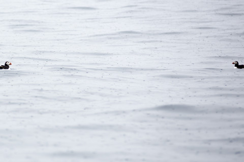 Norway, two Atlantic puffins on water with raindrop stock photo