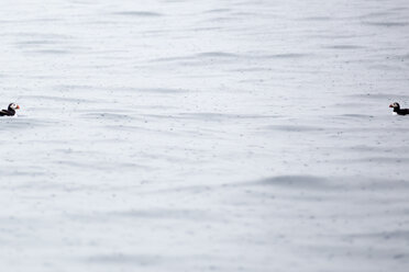 Norwegen, zwei Papageientaucher auf Wasser mit Regentropfen - NGF000196