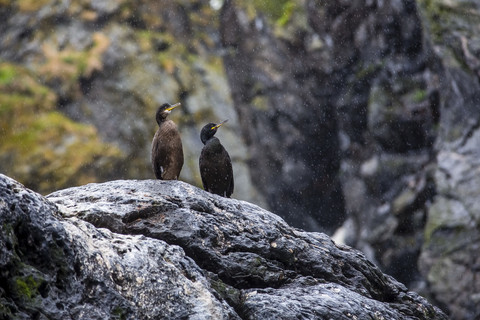 Norway, Island Runde, two birds in rain stock photo