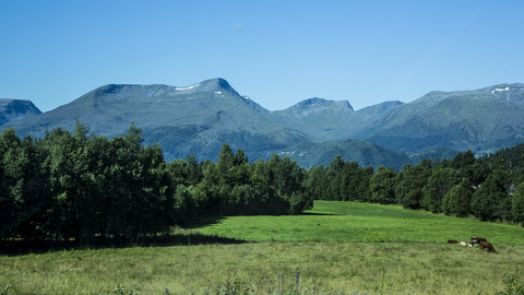 Norwegen, Larsnes, Kühe auf der Wiese, lizenzfreies Stockfoto
