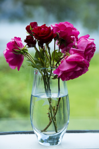 Rosen in Vase, lizenzfreies Stockfoto