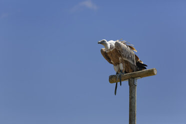 Gänsegeier, Gyps fulvus, sitzend auf Holzpfahl vor blauem Himmel - GFF000528