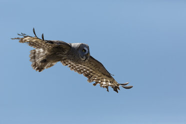 Steinkauz, Strix nebulosa, im Flug vor blauem Himmel - GFF000530