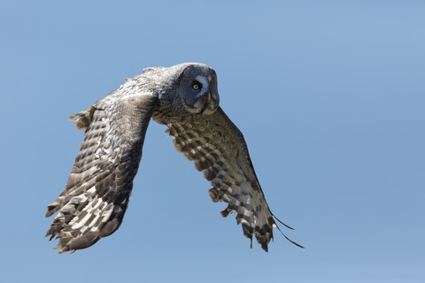 Great grey owl, Strix nebulosa, flying in front of blue sky stock photo