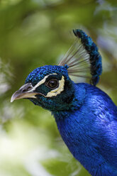 Porträt des blauen Pfaus, Pavo cristatus - GFF000532