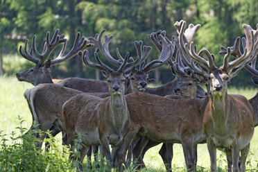 Herde von Rothirschen, Cervus elaphus - GFF000533