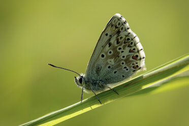 England, Chalkhill Blue, Polyommatus coridon - MJOF000631