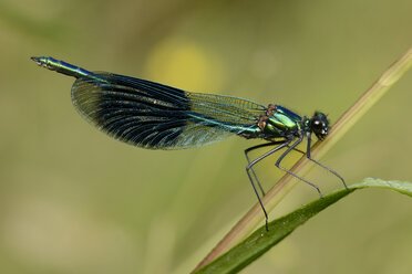 England, Gebänderte Prachtlibelle, Calopteryx splendens - MJOF000632