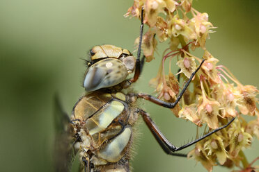 England, Migrantenschwärmer, Aeshna mixta - MJOF000634