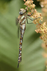 England, Migrantenschwärmer, Aeshna mixta - MJOF000635