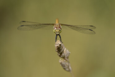 England, Common Darter, Sympetrum striolatum - MJOF000636