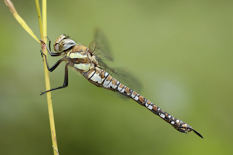 England, Migrantenschwärmer, Aeshna mixta, lizenzfreies Stockfoto