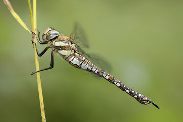 England, Migrantenschwärmer, Aeshna mixta - MJOF000628