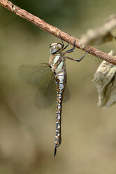 England, Migrantenschwärmer, Aeshna mixta - MJOF000629