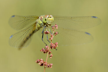 England, Gemeine Heidelibelle, Sympetrum striolatum - MJOF000626