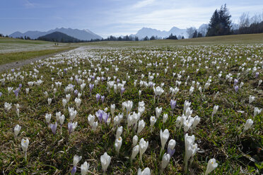 Germany, Bavaria, crocus meadow in Gerold in front of the Karwendel mountain range - LBF000945